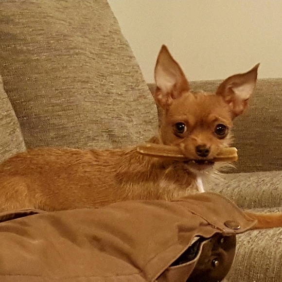 Meet your Posher, Buddy - Picture 1 of 1